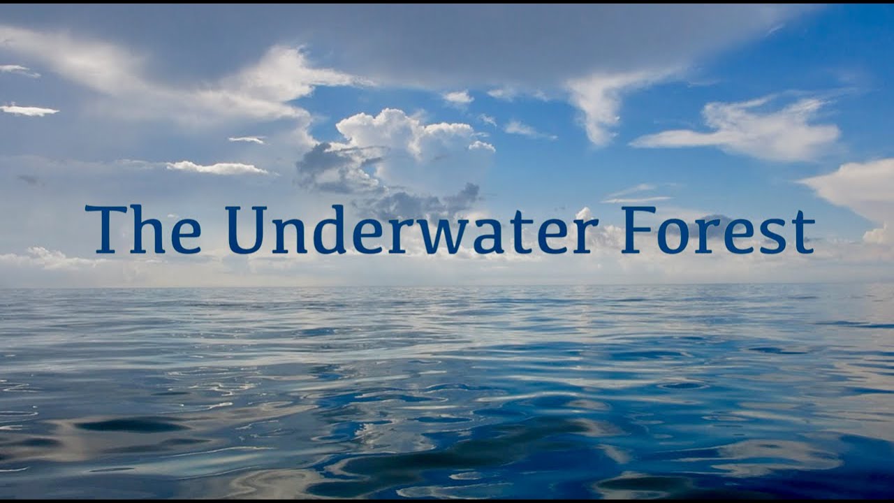 The Underwater Forest HD