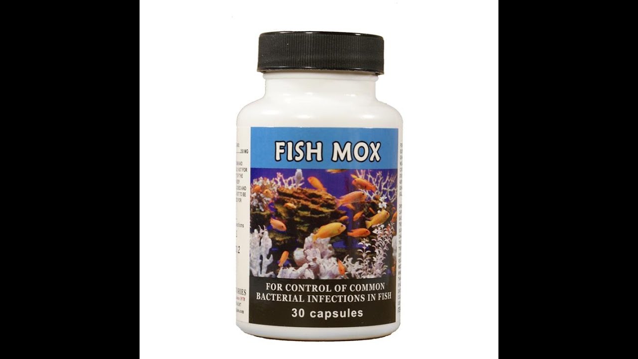 Fish Mox