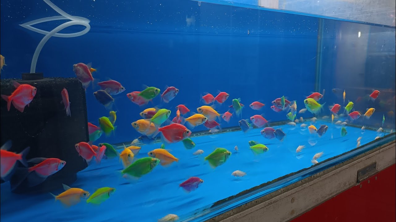New Fish available       (Dip aquarium)