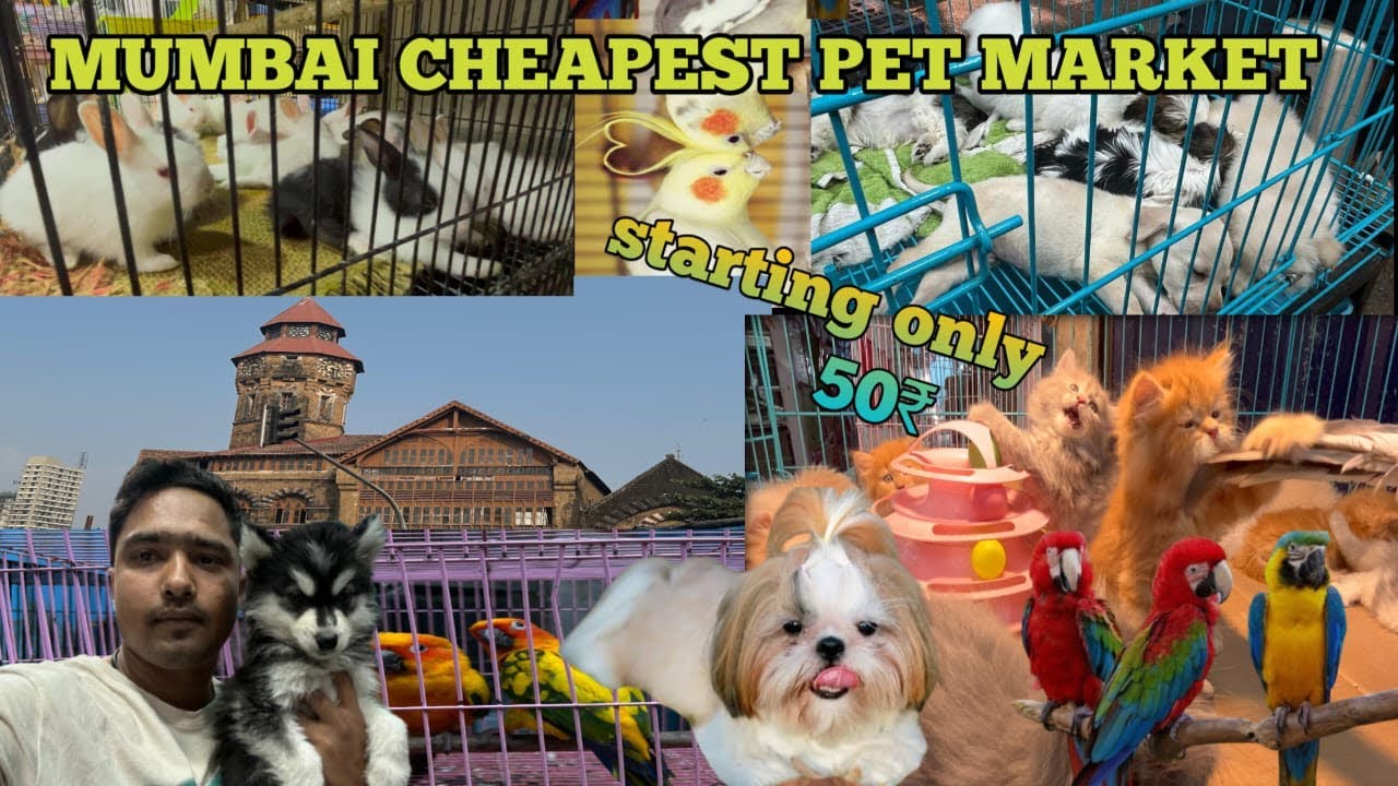 Crawford Market Tour- Mumbai’s Biggest Wholesale Market