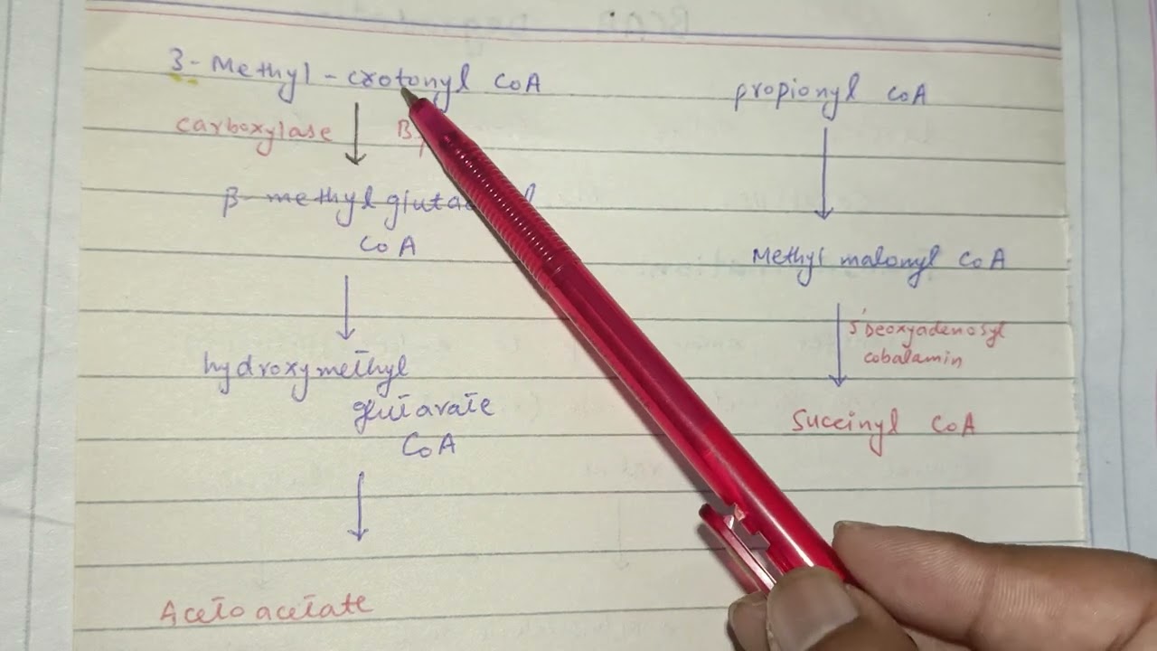 Branch chain Amino acid catabolism| follic acid metabolism| one carbon metabolism| ch 20 Lippincott