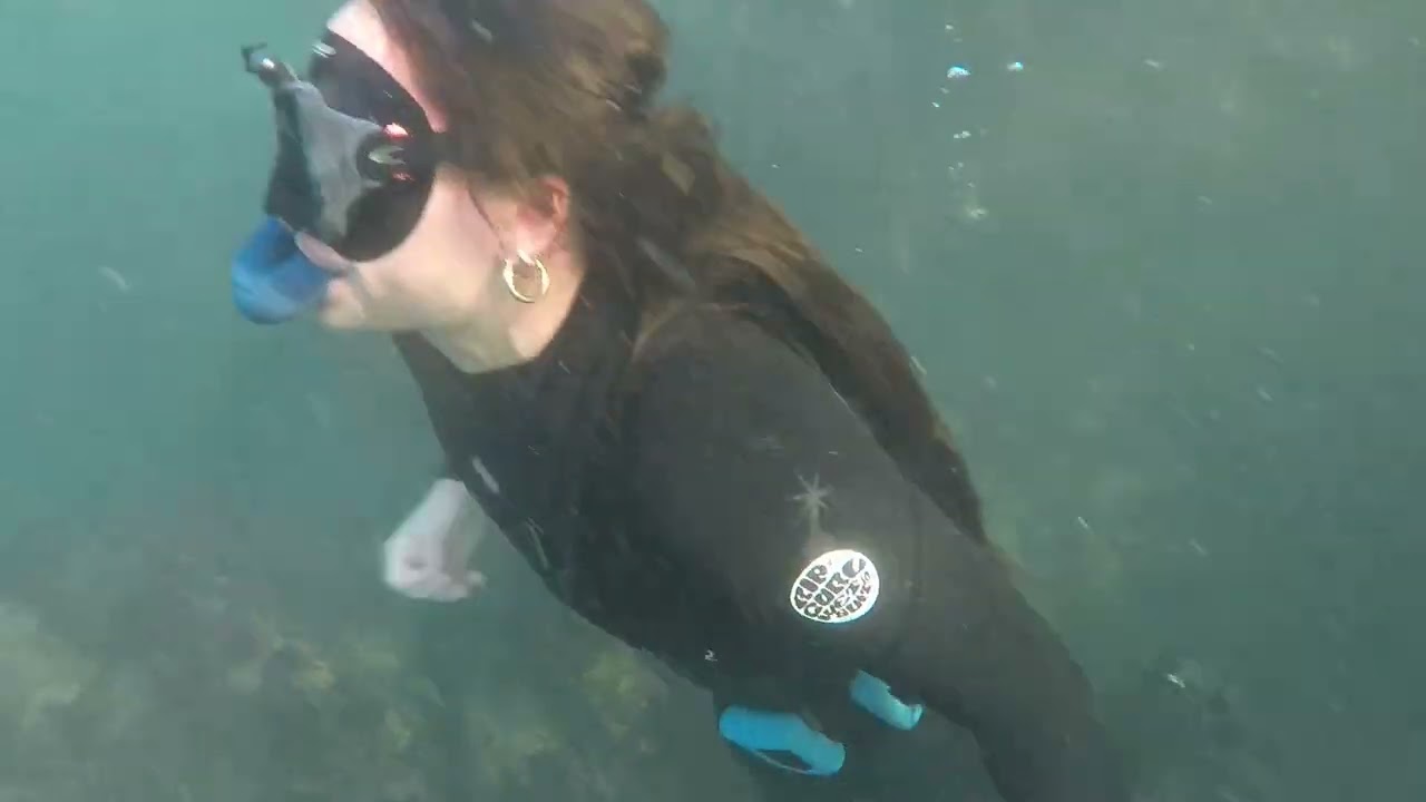 Snorkeling Laguna Beach Reef - Stingray