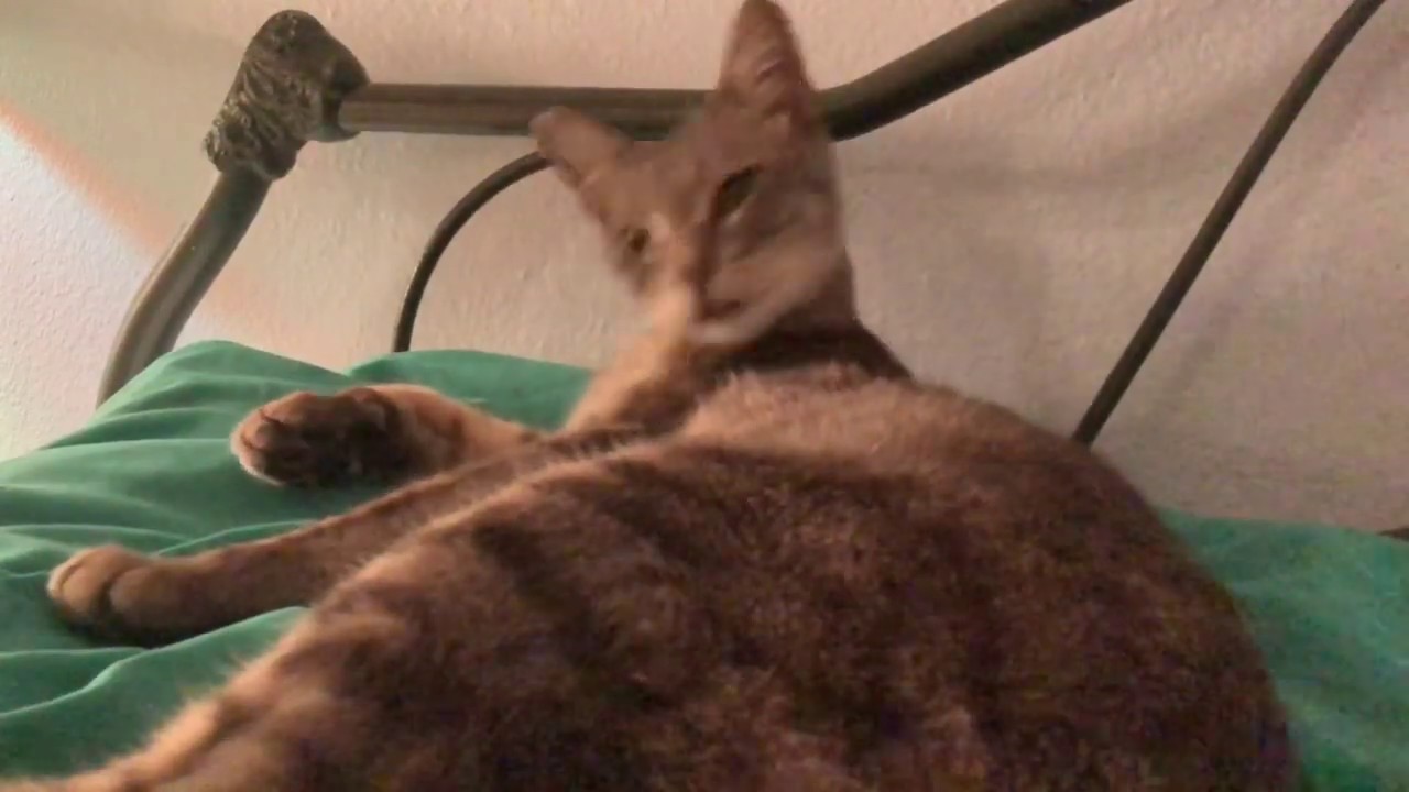 ASMR- Cat Grooming #10