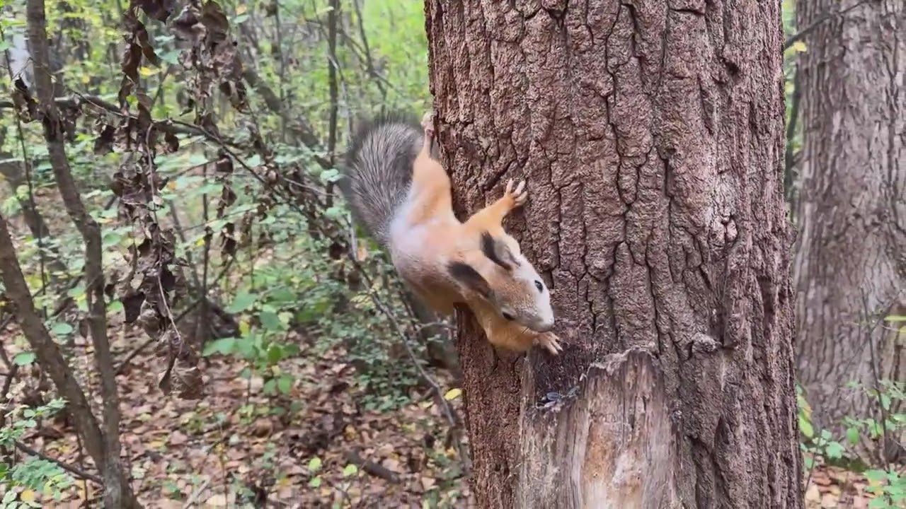 Squirrel
