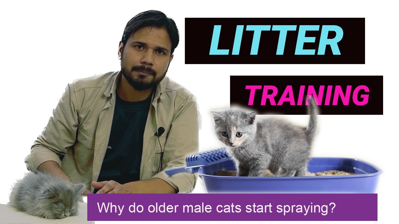How do I train my cat to use a litter box? || How To Litter Train A Kitten And Cat || #cat #pets