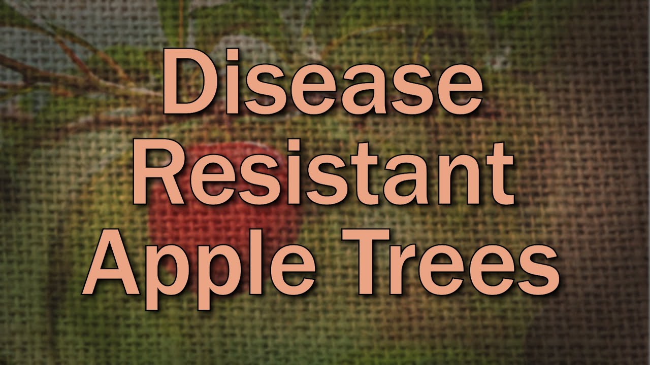 Disease Resistant Apple Trees – Family Plot