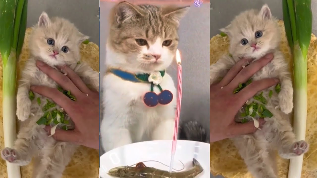 Video Kucing Lucu Gemes #kucinglucu #rozastory