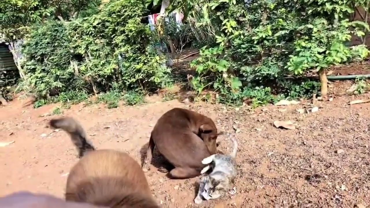 Dogs and cats puppy 