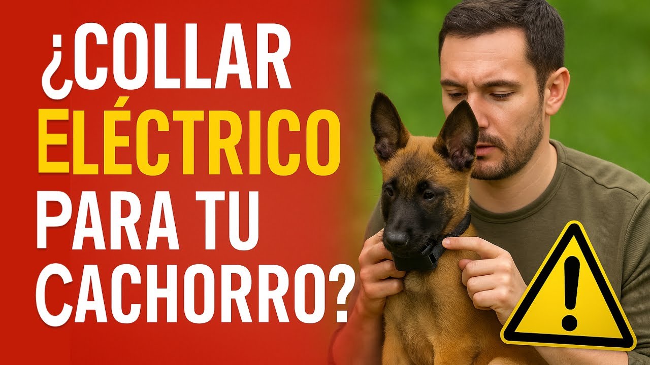 La verdad sobre el collar eléctrico en perros
