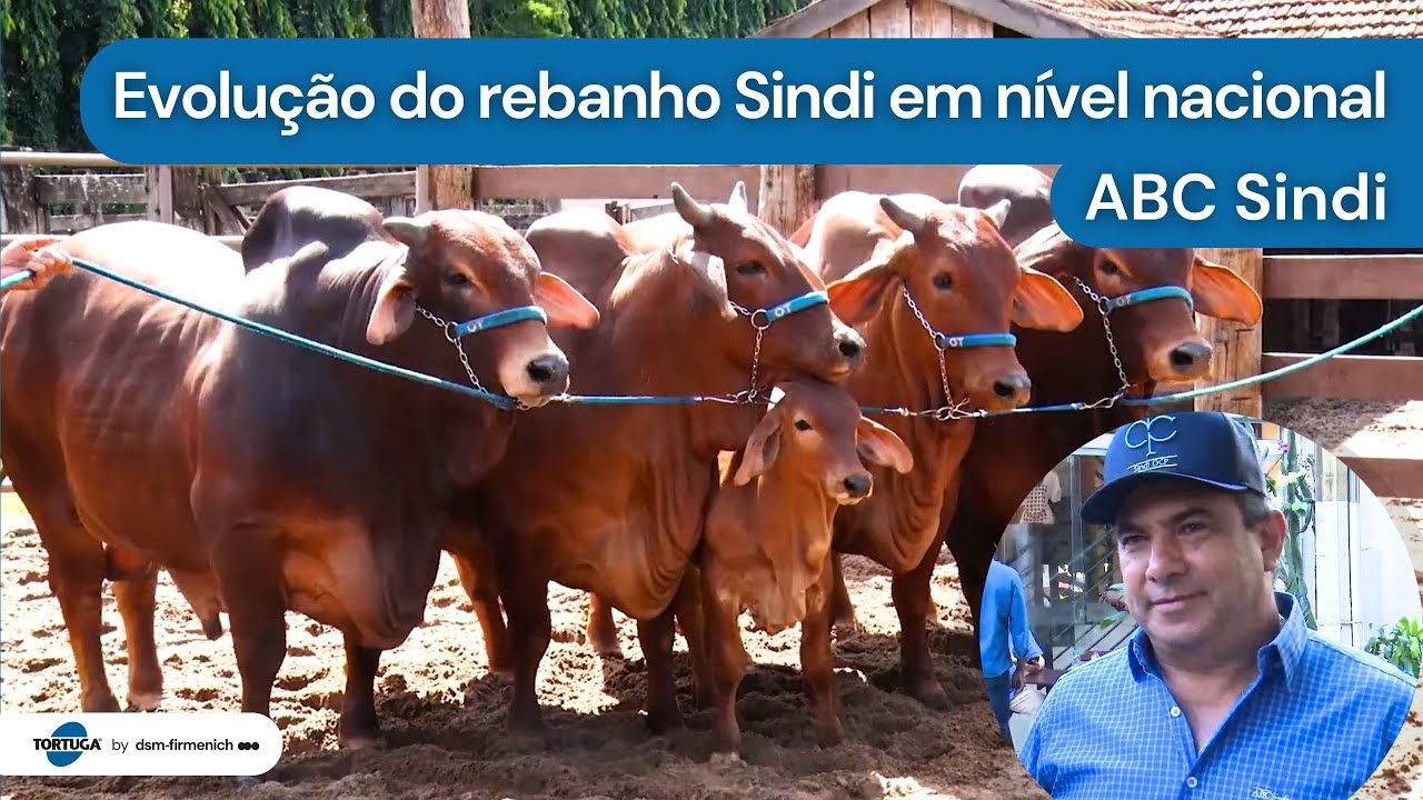 Evolução do rebanho Sindi em nível nacional | Noticiário Tortuga