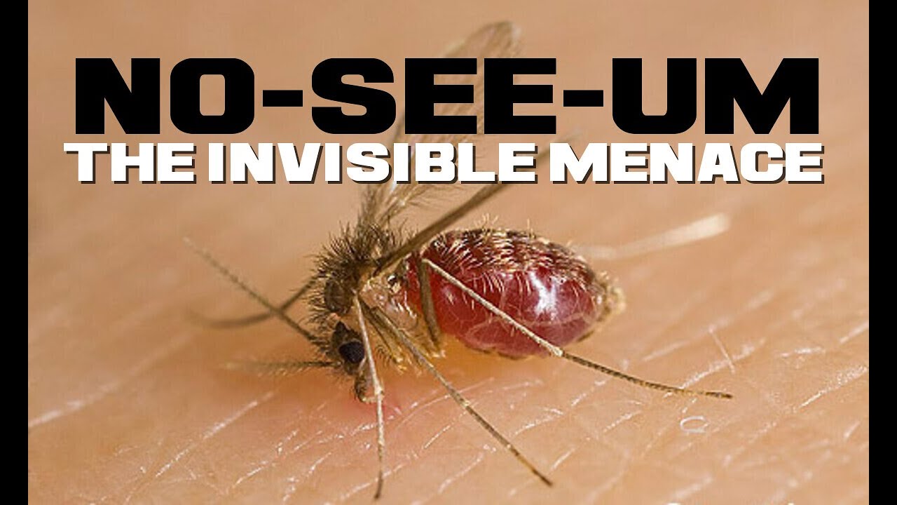 10 No-see-um Facts - The Uber Mosquito - Animal a Day N Week