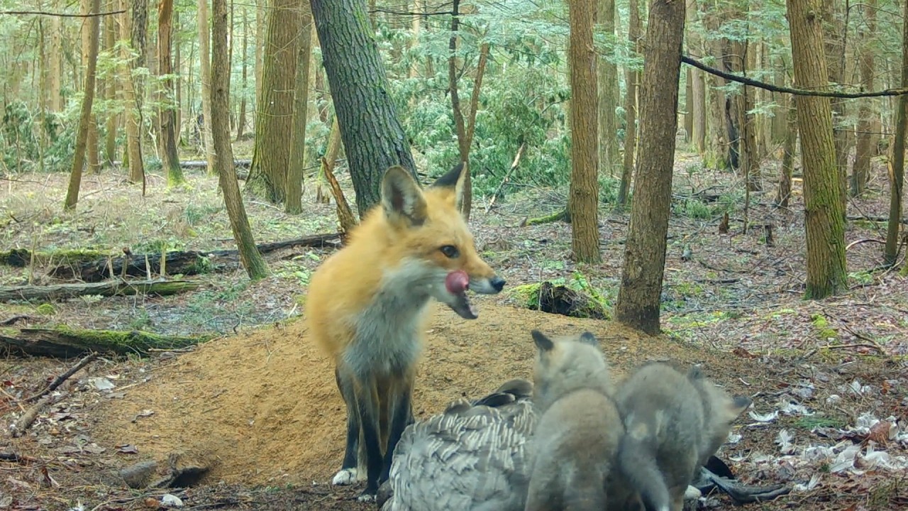 While Mom Hunts, a Fisher Steals Prey at Both Red Fox Dens