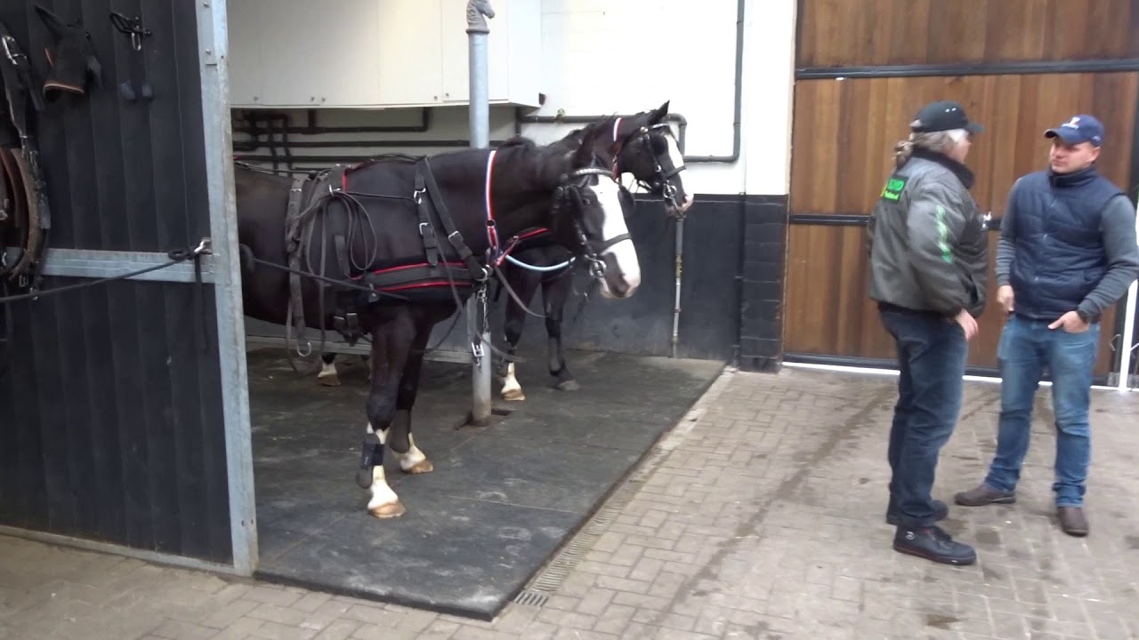 Vlog paardentraining feb 2020 Glenn Geerts