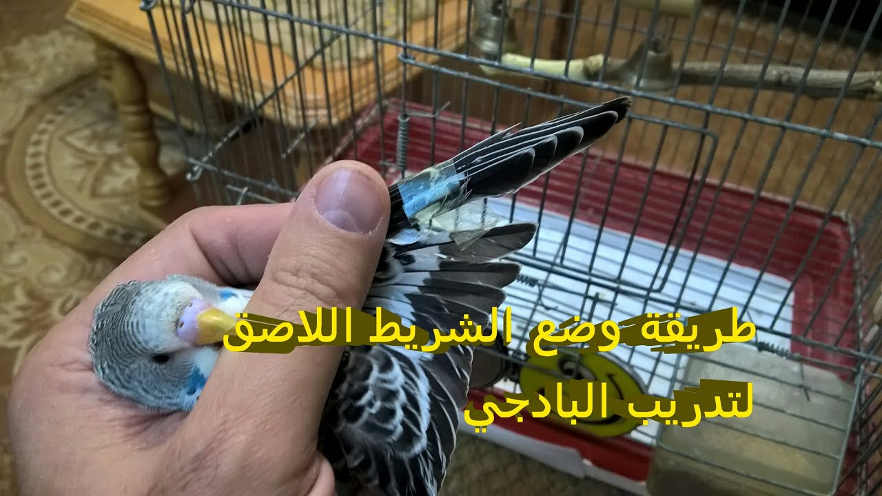 طريقة وضع الشريط اللاصق على جناح البادجي لتدريبه وطريقة ازالته جزء3