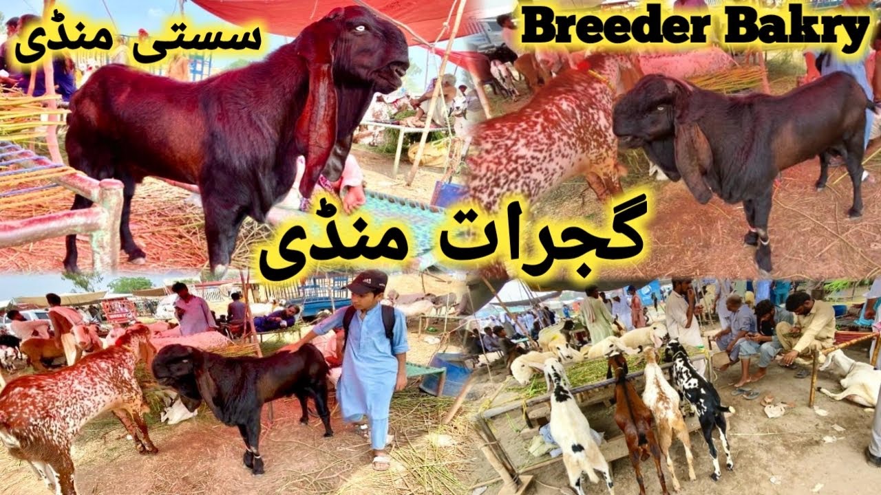 گجرات بکرا منڈی ||Gujrat Mandi Update || Qurbani 2026 vala bakra 