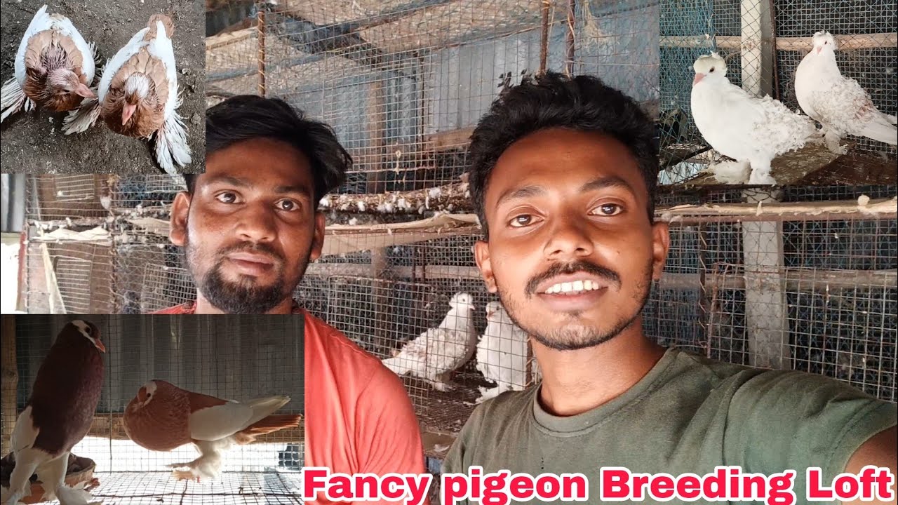 Fancy pigeon Breeding Loft visit of kashinath vai in canning West Bengal , India / Fancy kabutar