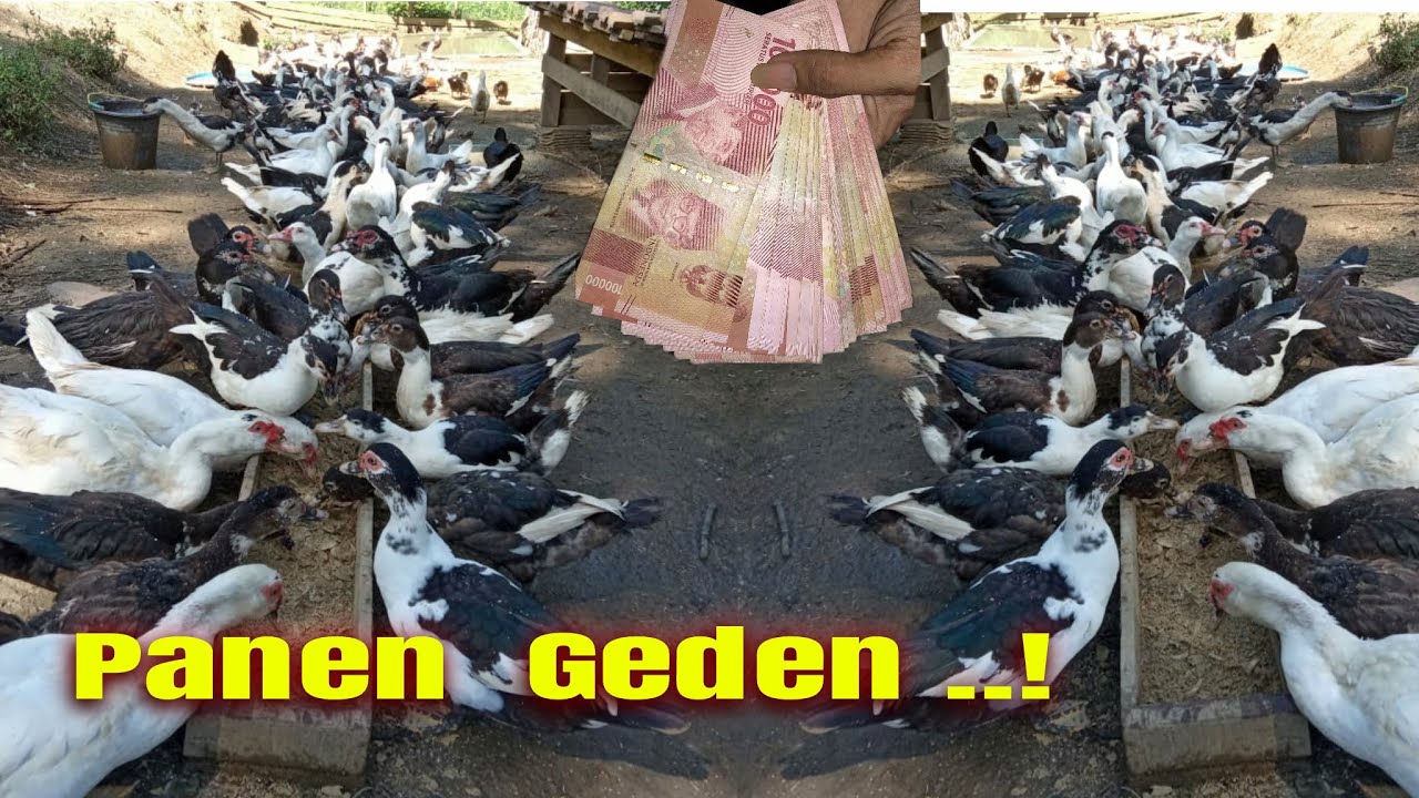Panen Geden ..! Ratusan Entok Lokal Di Borong Pengepul..!