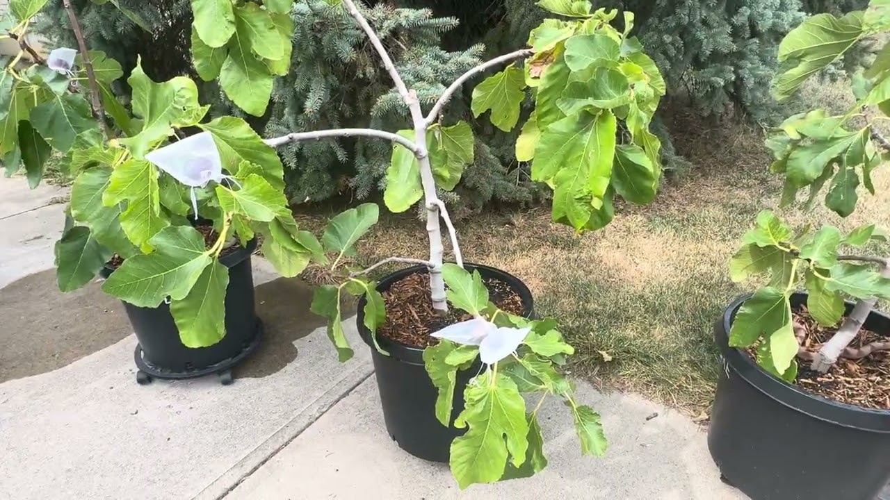 End of fig season 2025