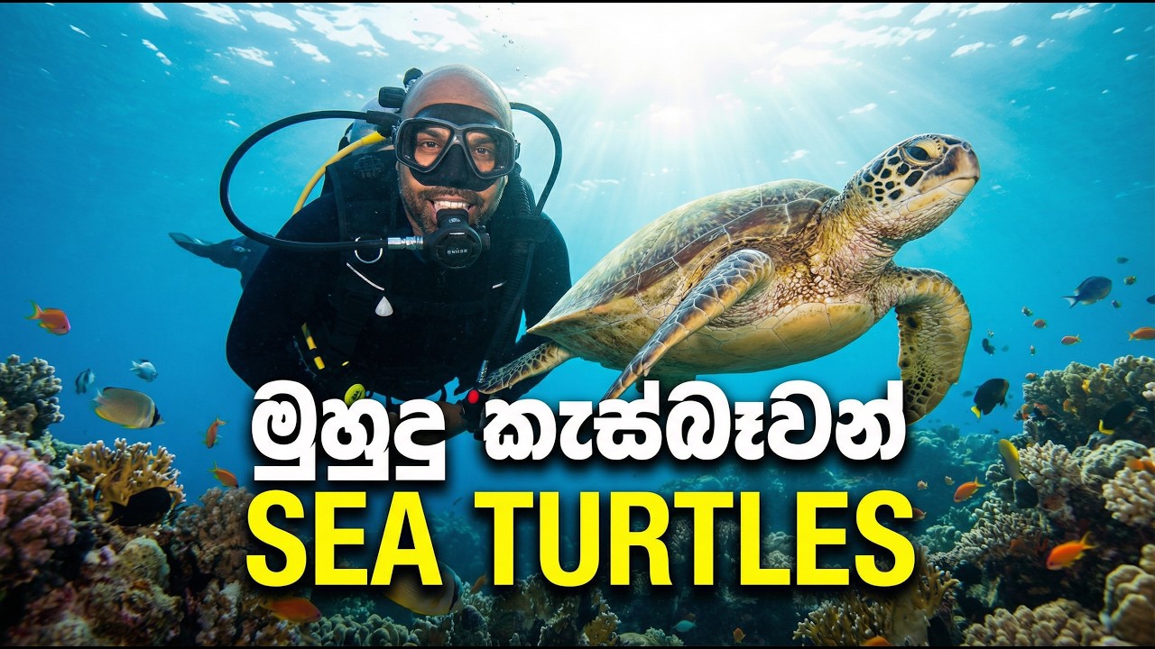 මුහුදු කැස්බෑවන් | Sea Turtles