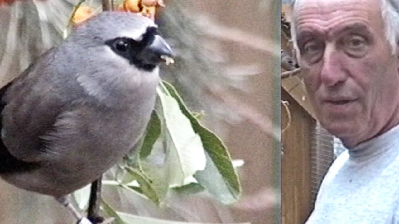 #Vogelzucht.Besuch bei Rolf Wacknitz am 1.September 2000.