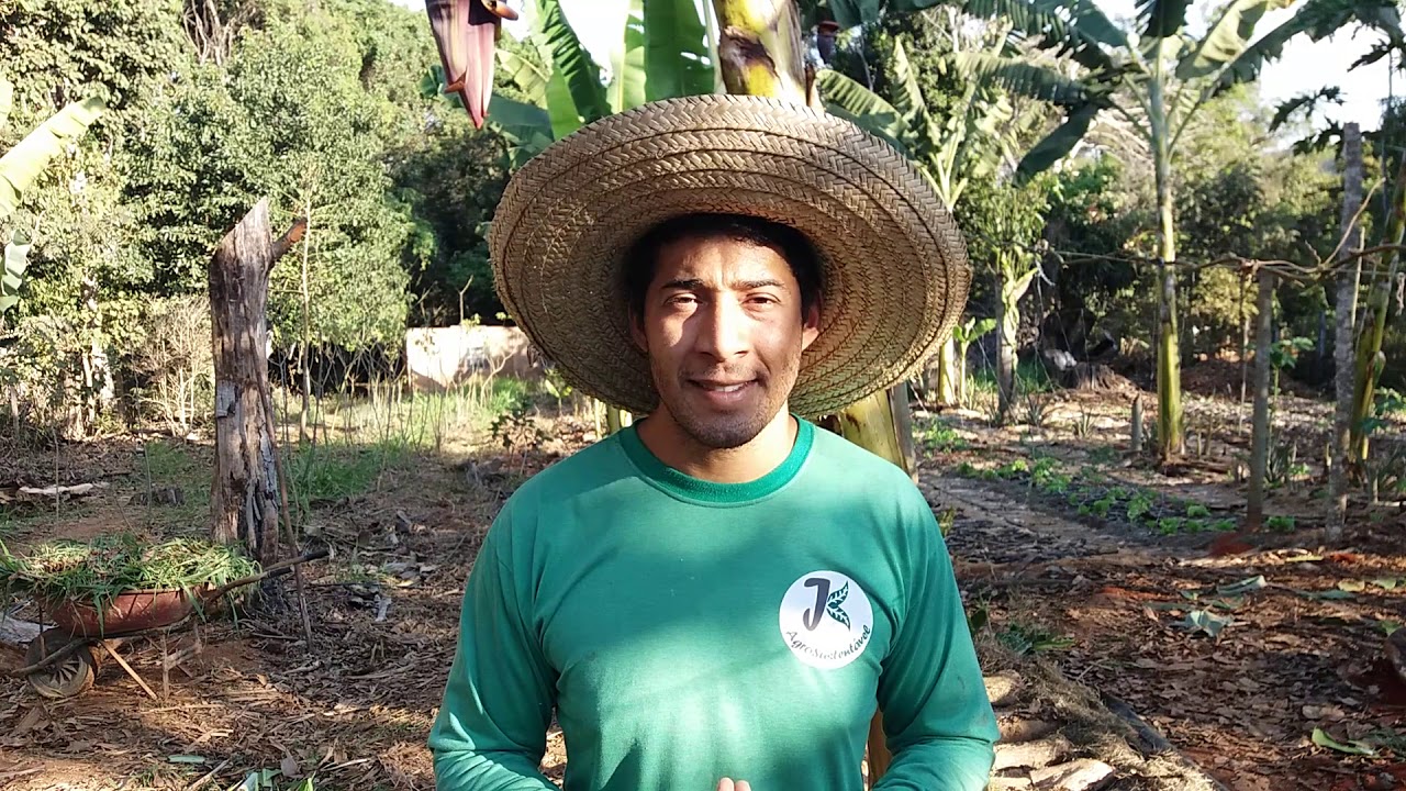 Bananeira, Tira muda ou deixa dar cacho ?