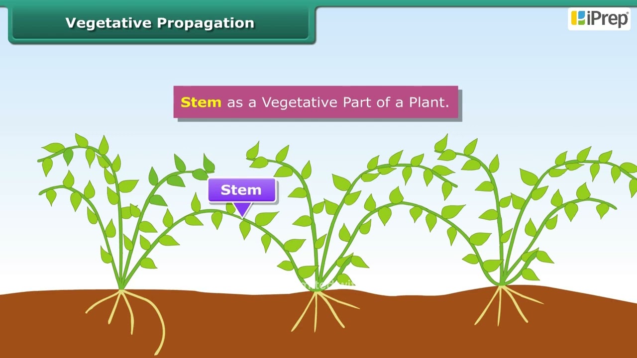 Vegetative Propagation | Reproduction in Plants | Science | Class 7th | iPrep
