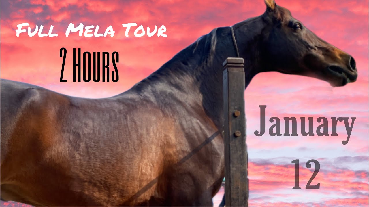 Muktsar Horse Fair 2022 | Jan 12 Maghi Mela Ghoda Mandi Full Tour