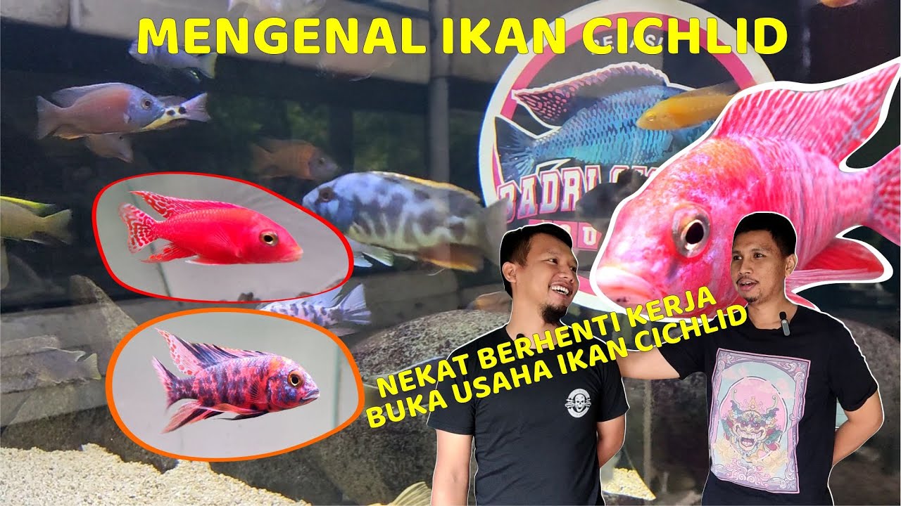 NEKAT!! RESIGN PEKERJAAN HANYA UNTUK BUKA USAHA IKAN CICHLID !!!