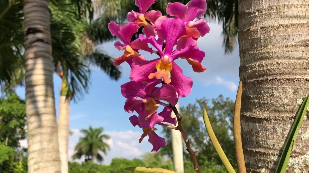 Cuidado de Orquídeas Vandas, Como las Fertilizo y las hago Florecer