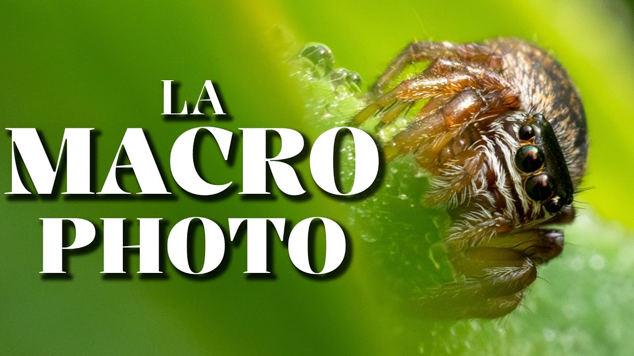 Débuter la MACRO PHOTO (SIGMA 105mm f2.8 Macro SONY)