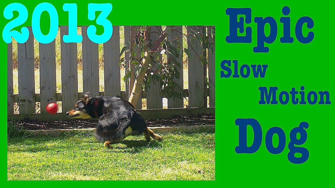 Epic Slow Motion Dog 2013 Trailer [HD]