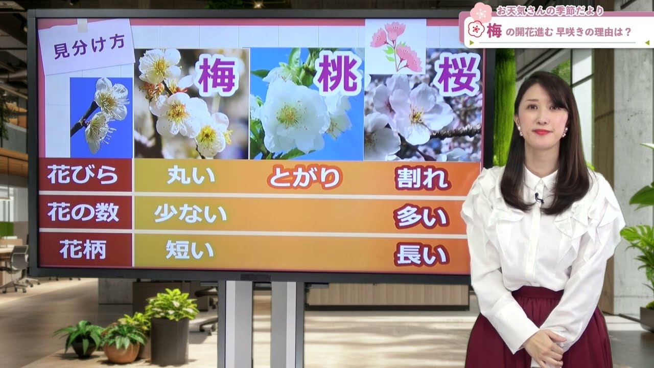 ウメの開花が進む 早咲きの理由は？【お天気さんの季節だより】