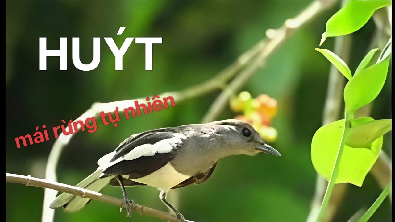 Than mái ngoài tự nhiên