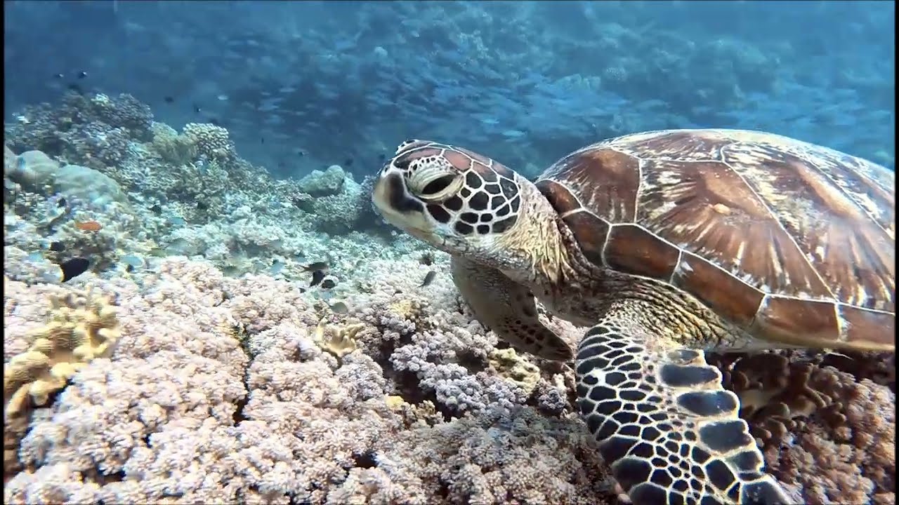 Great Barrier Reef - Dive #3 - Table Top 20250722