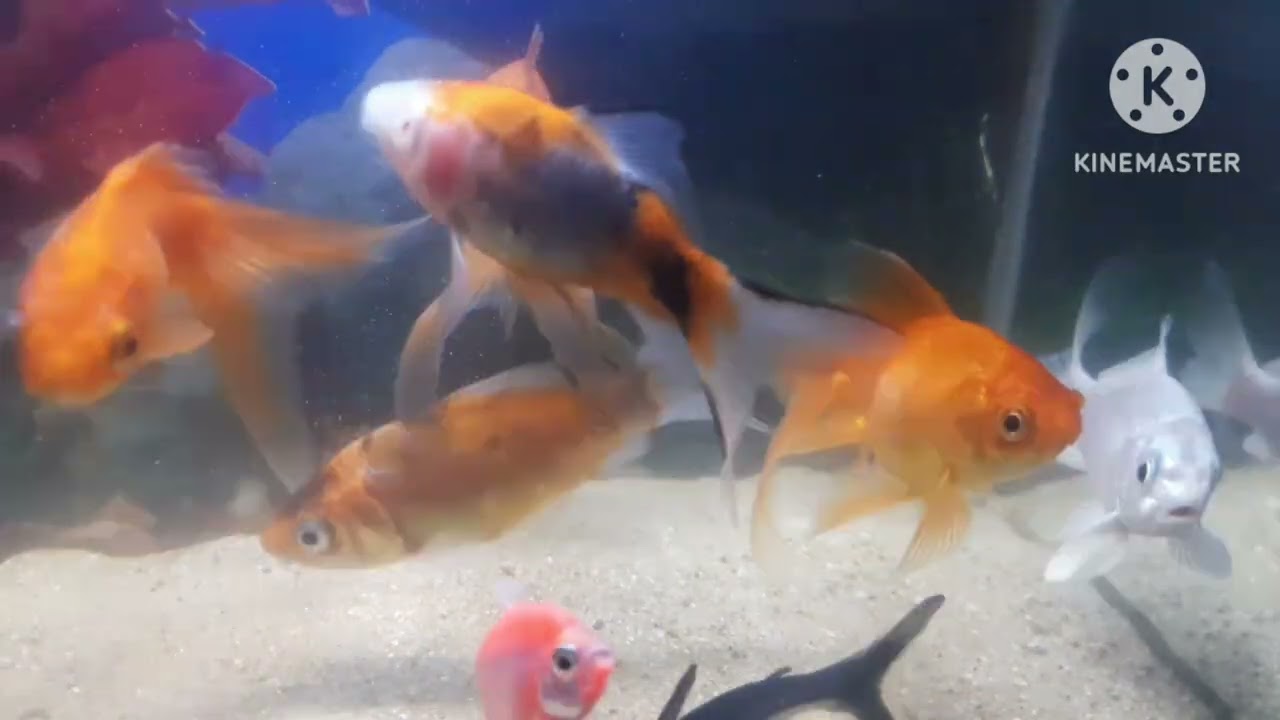 Ek Machli Ki dono Akh Khali| Our Fish Eye Got Damaged By Her Freinds