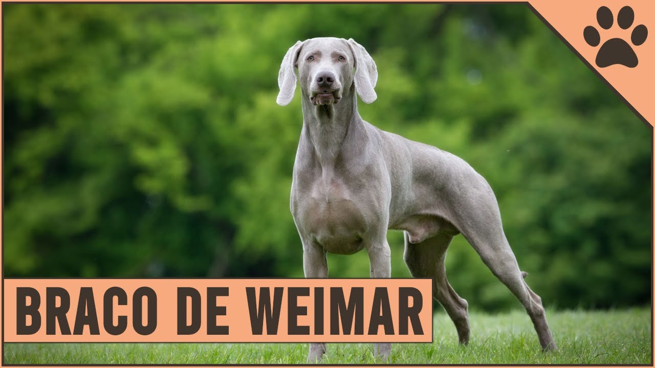 Braco De Weimar Información De Raza De Perro | Perros Mundo