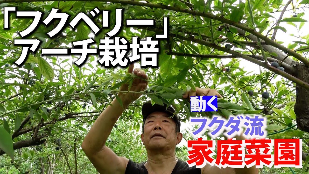 【家庭菜園】「フクベリー」アーチ栽培（おまかせ菜園フクダ流）