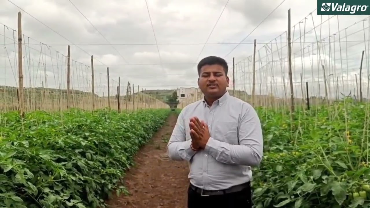 🌱 *🍅 Valagro Bioscience Shedule Plot -Tomato🍅🌱*