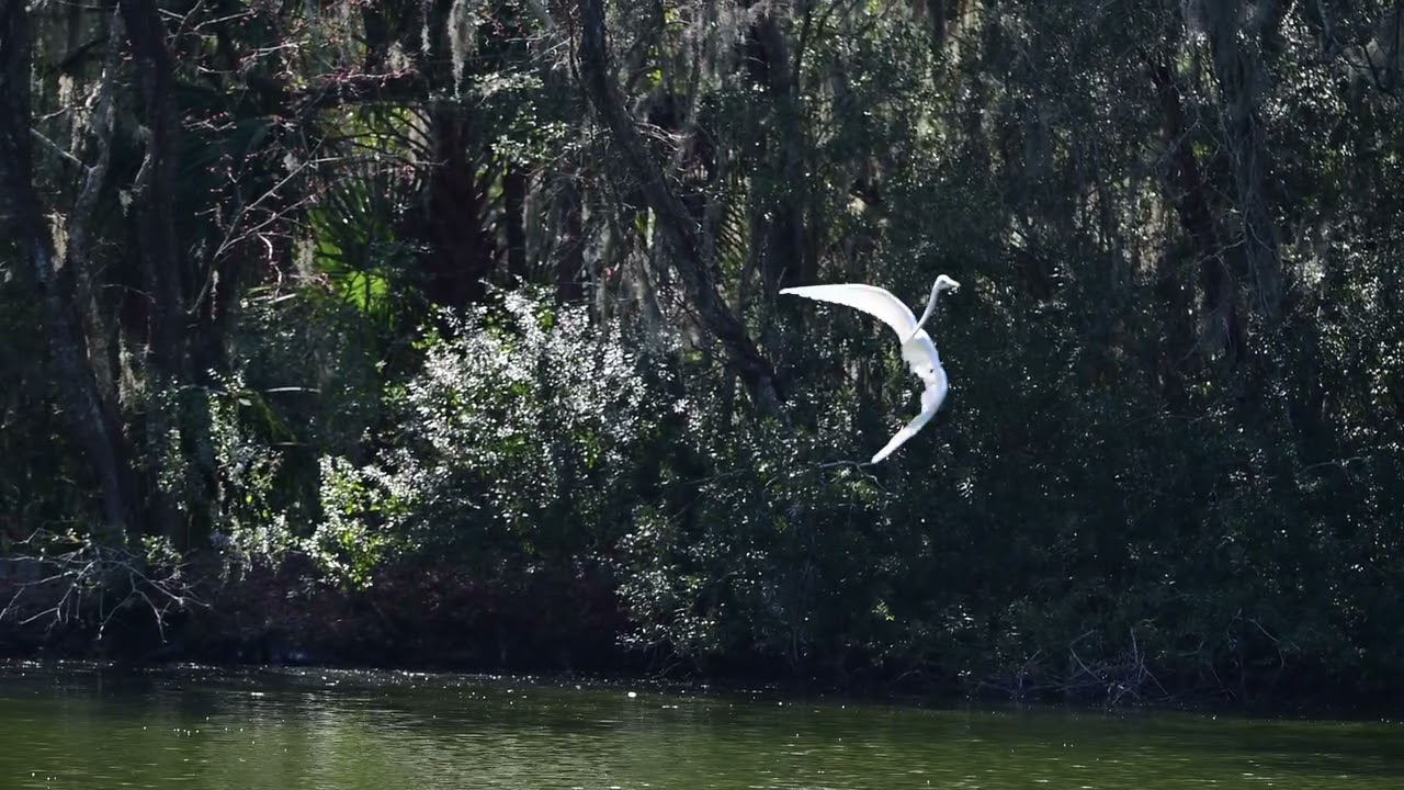 Great Egrets feeding from the Air