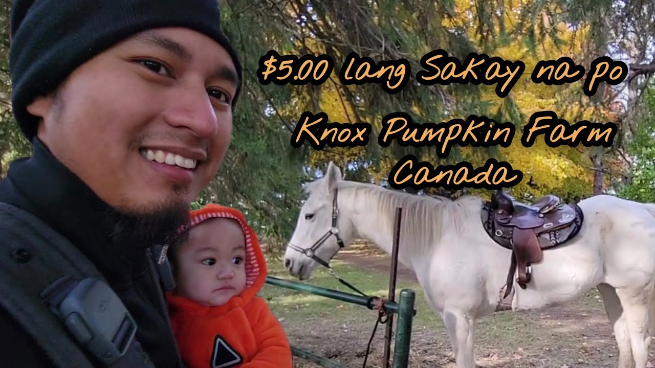 ZK's Knox Pumpkin Farm Experience | Horse Ride $5.00 ONLY