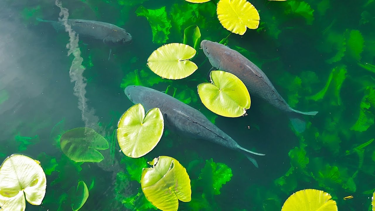 DJI Drone over Smithy Pond Lido stunning carp May 2024