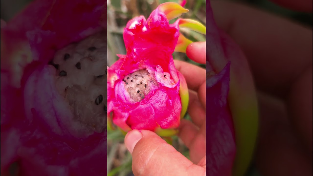 Poliniza la Flor de Pitahaya a mano y evita esto... #pitahaya #dragonfruit