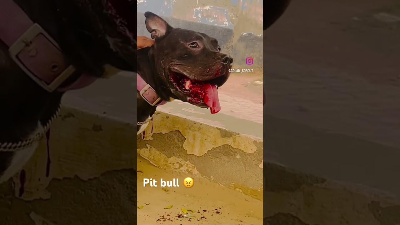 Pit bull attack 🐶#pitbull #shortvideo #youtubeshorts #trendingshorts