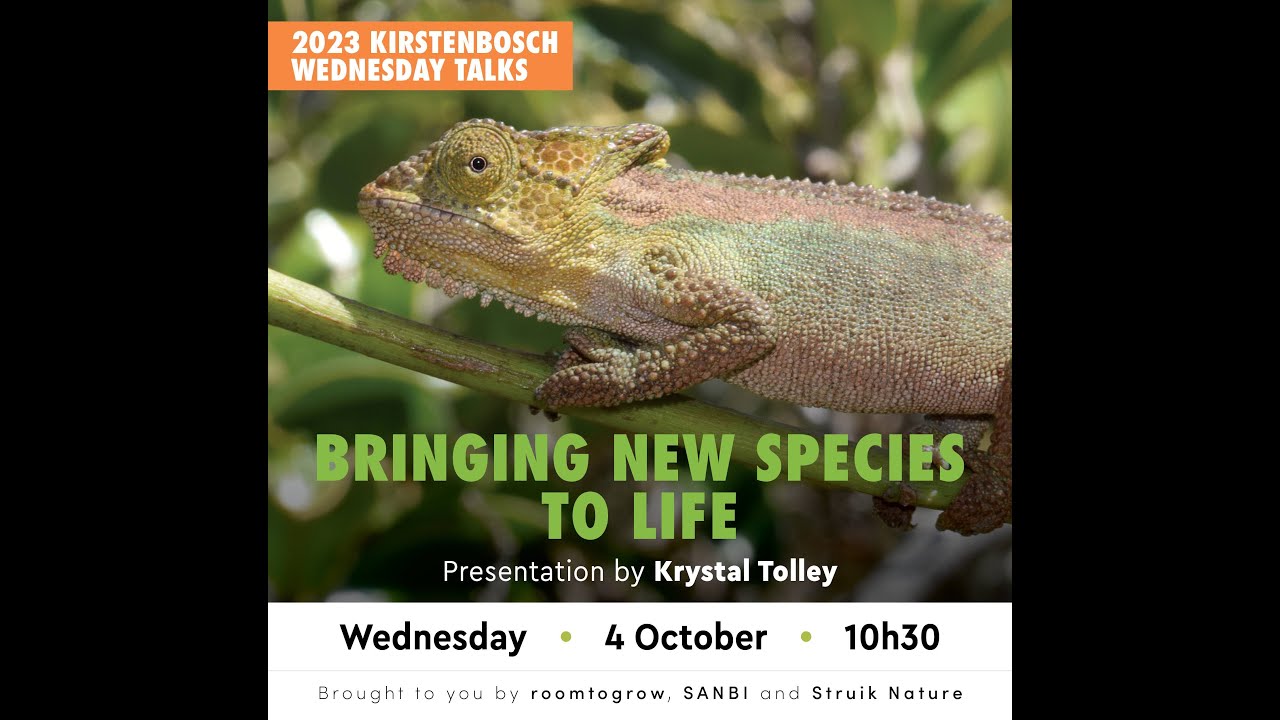 Bringing New Species to Life: The Discovery of the Grootvaadesbosch dwarf  Chameleon