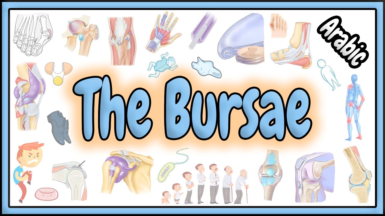 62. The Bursae || Structure - Classifications - Functions || تركيب - تصنيف - وظائف الجراب
