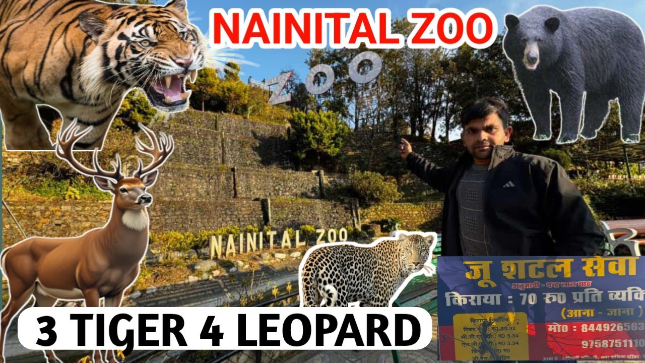 Nainital Zoo || Nainital Zoo animals || zoo Ke Andar  3 tiger 🐅 4 leopard🐆 Hein Abhi12 December 2025