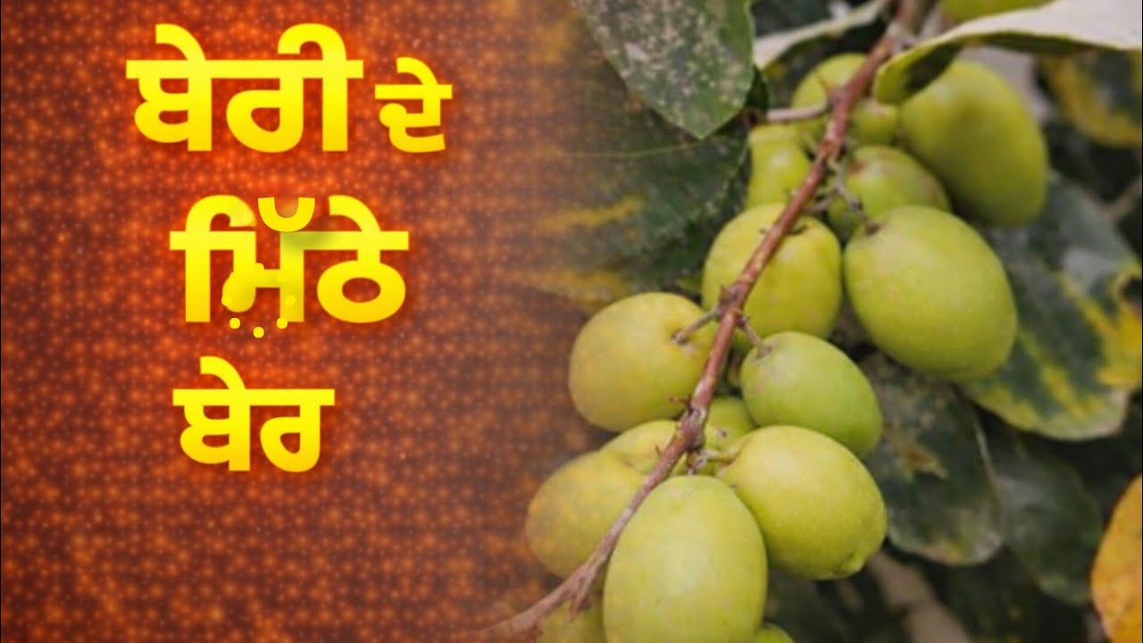 ਬੇਰੀ ਦੇ ਮਿੱਠੇ ਬੇਰ ਦੇਖੋ ਬਲੌਗ by(@desi_jatt855)
