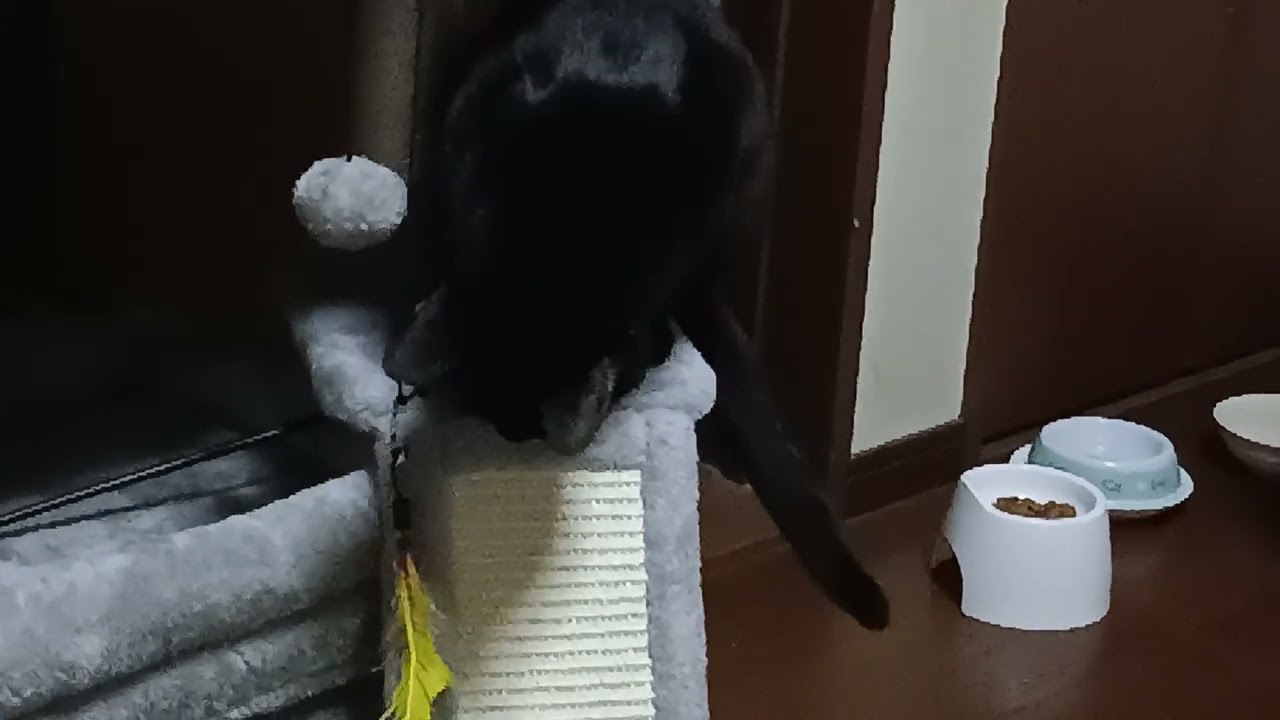 出して食べるこま