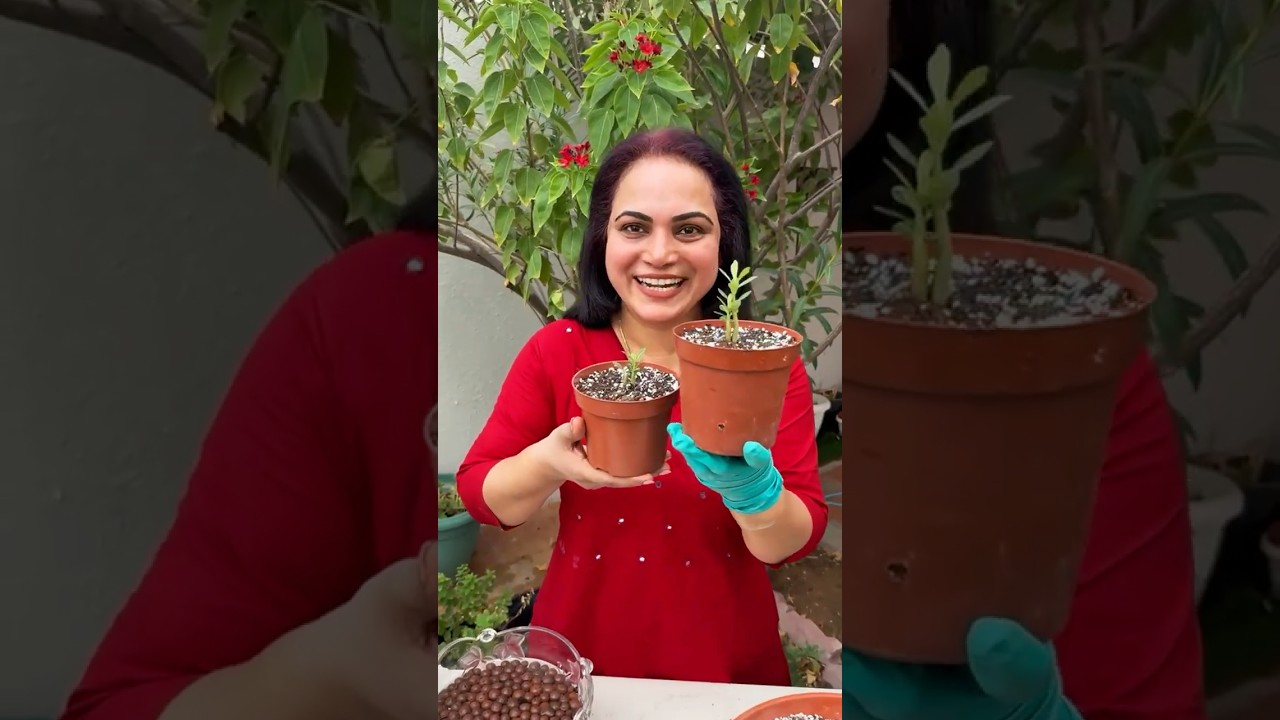 How to Grow Adenium from Seeds (Desert Rose | Adenium Baby Plant care #adenium #adeniumcare #plants