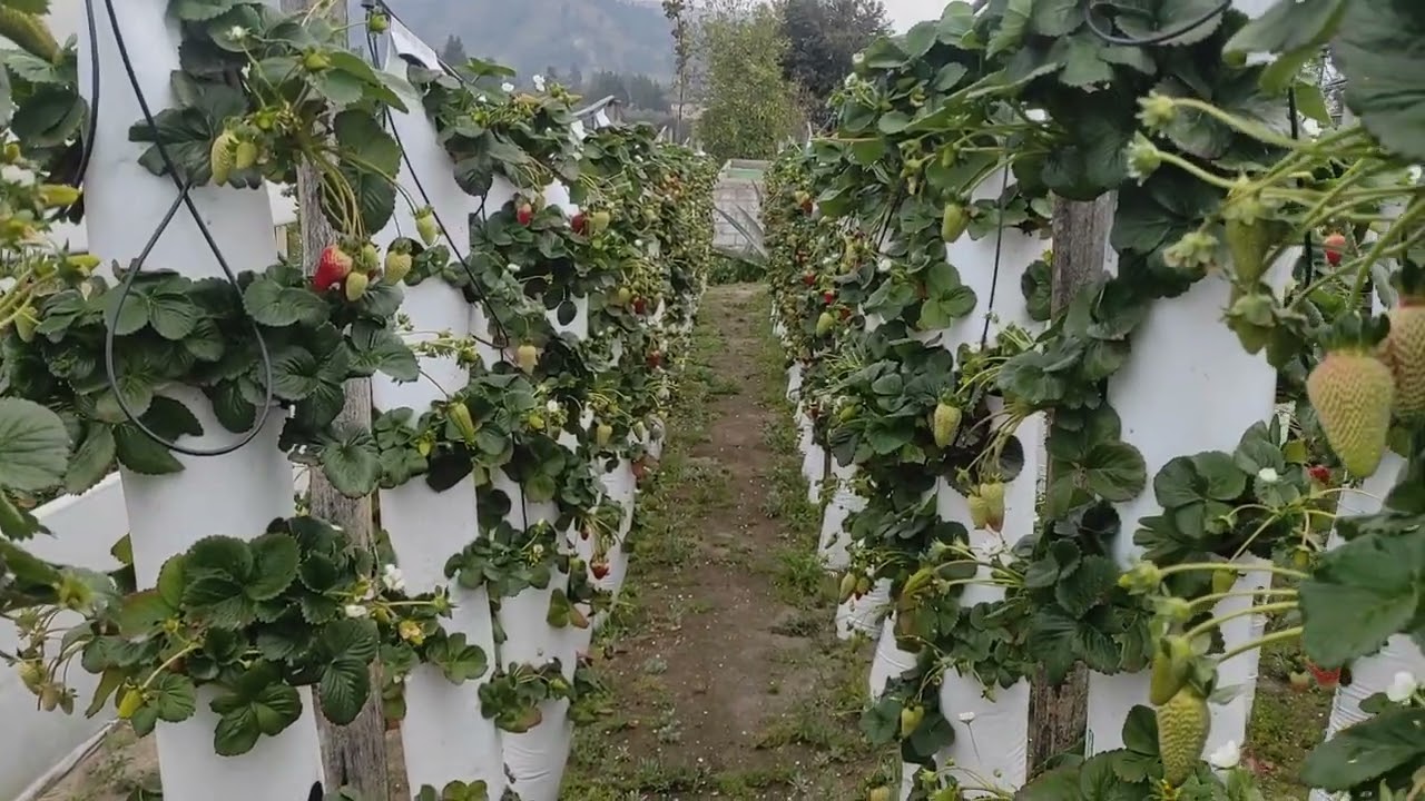 CULTIVO DE FRESAS SEMI HIDROPONICO VERTICAL